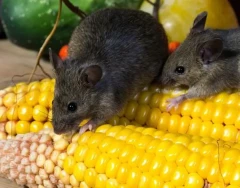 Обработка загородного участка от крыс и мышей